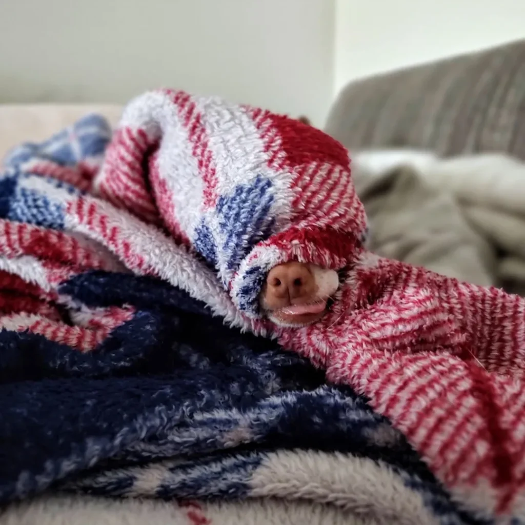 Hund in Decke versteckt