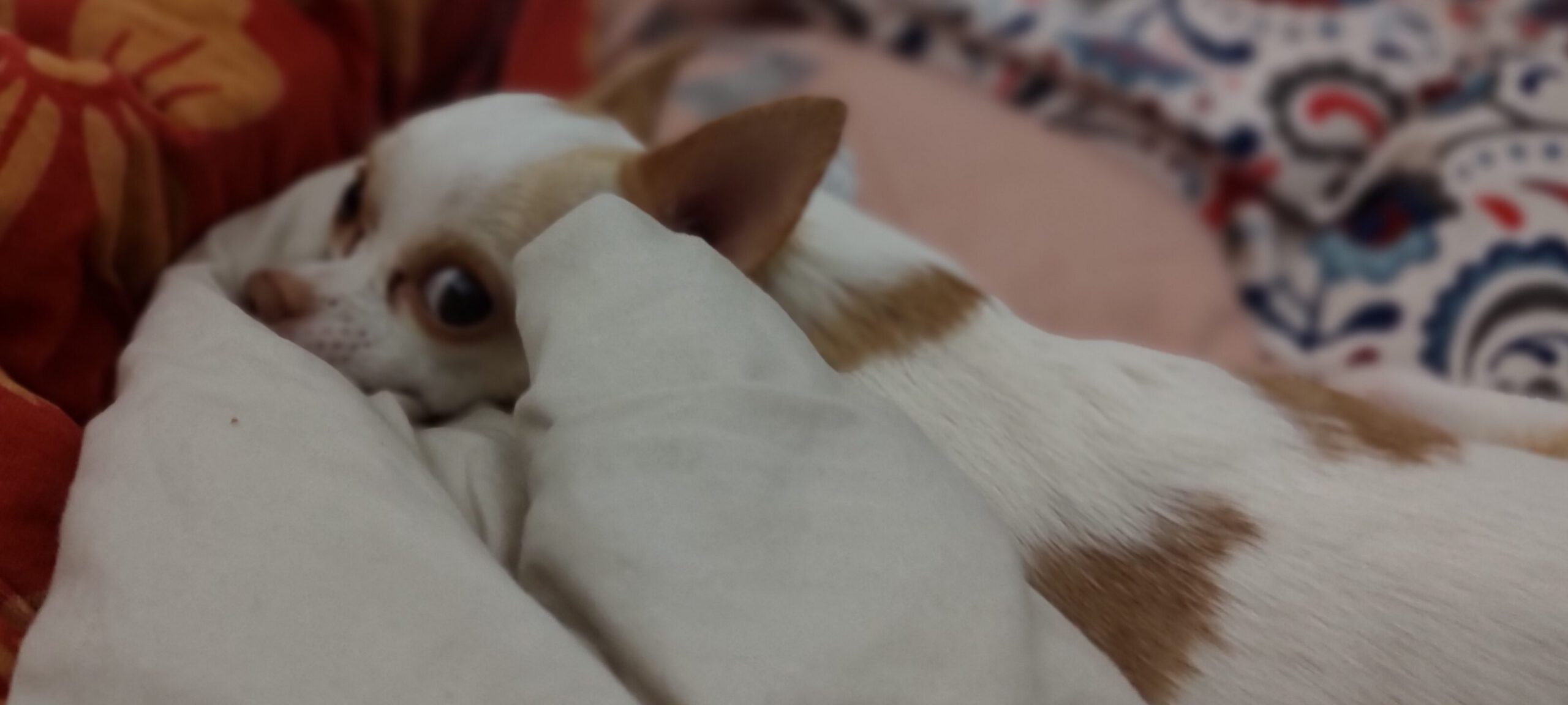 Chihuahua Fussel ©VarikaNEXT